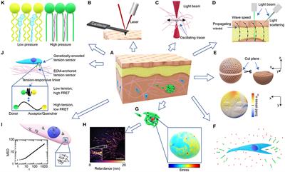 Microscale Interrogation of 3D Tissue Mechanics